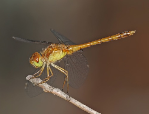 Male teneral
16 Aug 2009  Taylor